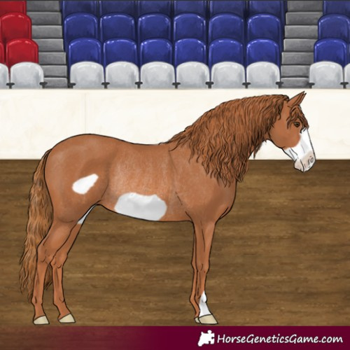 Horse Color:Chestnut Frame Rabicano 
