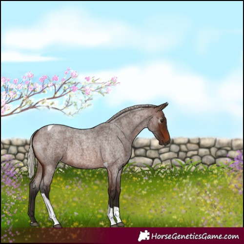 Horse Color:Gray Silver Bay Roan Tobiano 