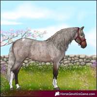 Horse Color:Gray Silver Bay Roan Tobiano