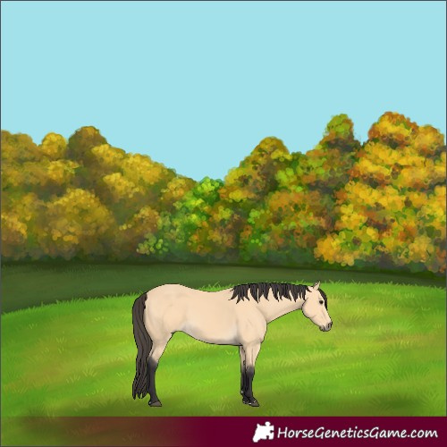 Horse Color:Buckskin