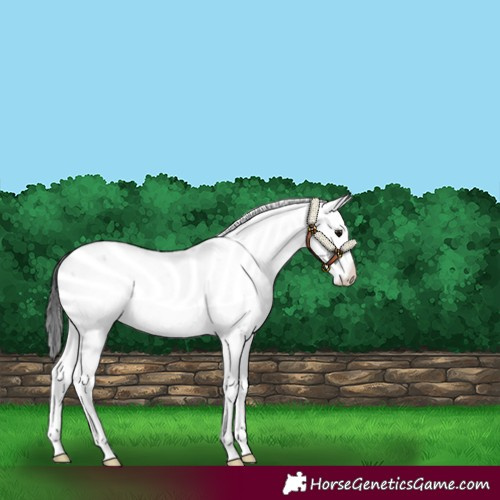 Horse Color:Black Sabino Rabicano 