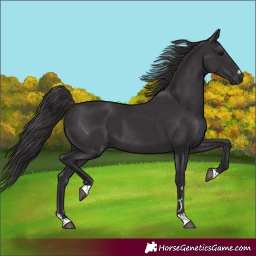 Horse Color:Unknown 