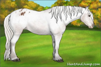 Horse Color:Silver Bay Sabino Appaloosa 