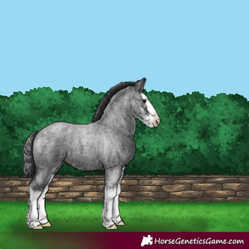 Horse Color:Blue Roan Sabino Splash