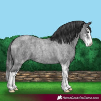 Horse Color:Blue Roan Sabino Splash