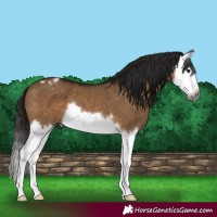 Horse Color:Gray Bay Dun Splash Varnish 
