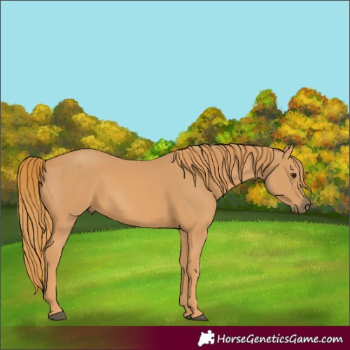 Horse Color:Chestnut 