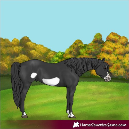 Horse Color:Black Frame 