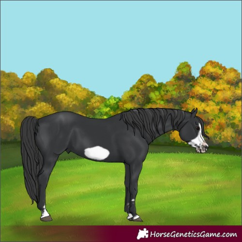 Horse Color:Black Frame 