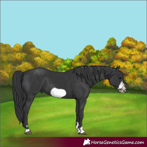 Horse Color:Black Frame 