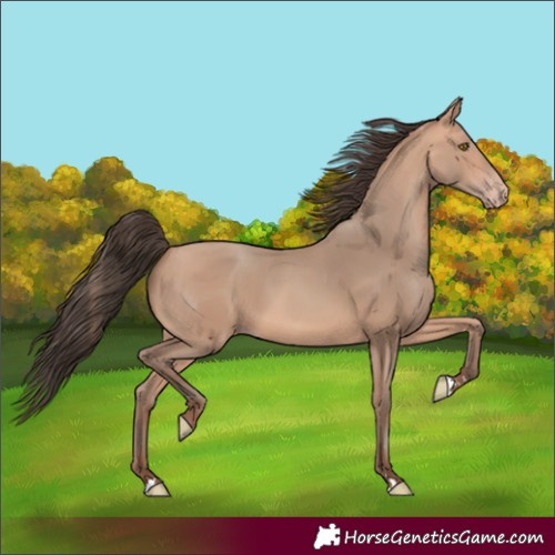 Horse Color:Amber Champagne