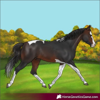 Horse Color:Brown Splash Tobiano Rabicano