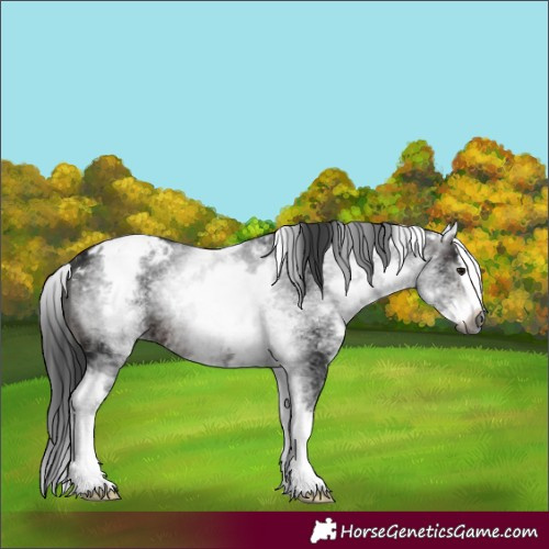 Horse Color:Gray White Spotted Brown Splash Appaloosa 