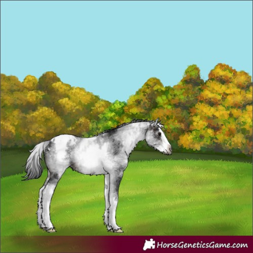 Horse Color:Gray White Spotted Brown Splash Appaloosa 