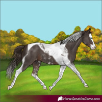 Horse Color:Liver Chestnut Sabino Splash Tobiano Appaloosa 