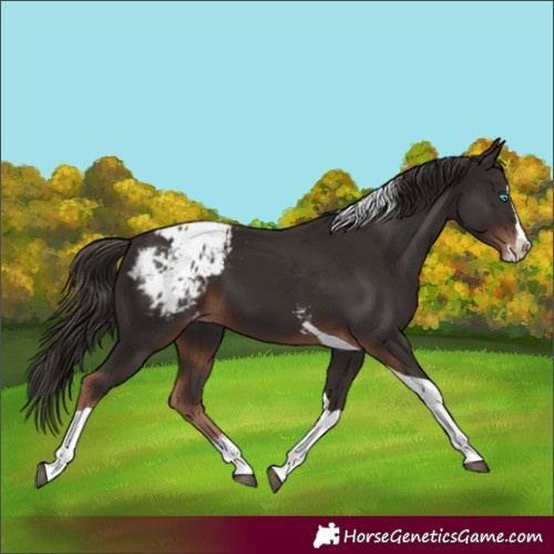 Horse Color:Liver Chestnut Sabino Splash Tobiano Appaloosa 