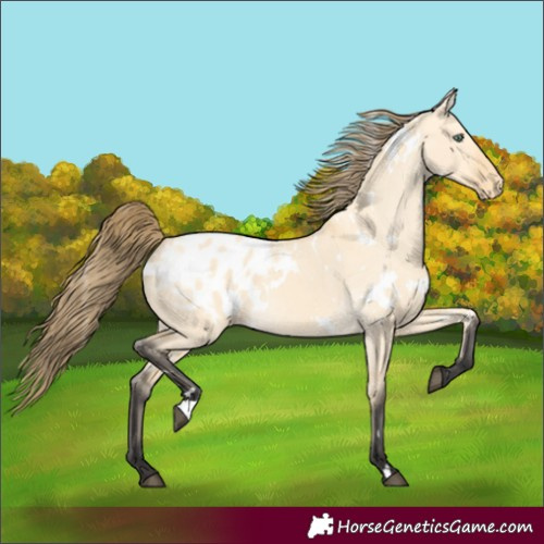 Horse Color:White Spotted Buckskin Dun Appaloosa 