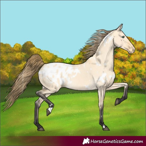 Horse Color:White Spotted Buckskin Dun Blanket 