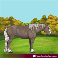 Horse Color:Silver Black