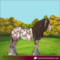 Horse Color:Amber Champagne Near Leopard and Amber Champagne Splash Near Leopard