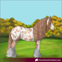 Horse Color:Gold Champagne Near Leopard  and Gold Champagne Splash Near Leopard 