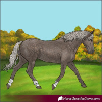 Horse Color:Silver Black