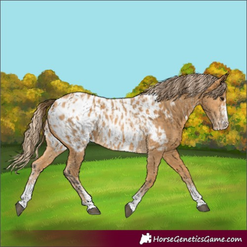 Horse Color:Buckskin Sabino Appaloosa Rabicano and Palomino Sabino Appaloosa