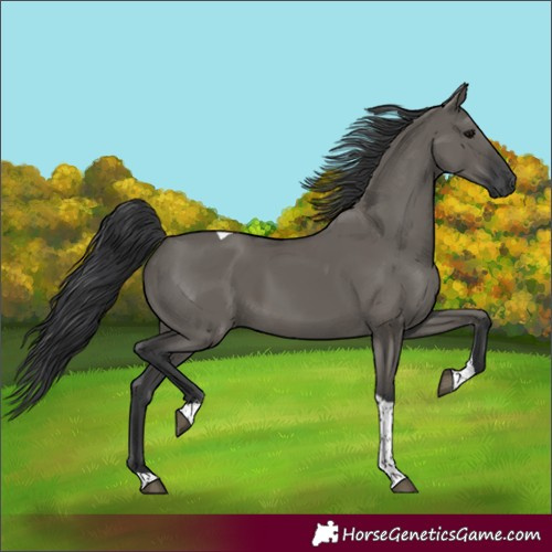 Horse Color:Grullo Tobiano Rabicano 