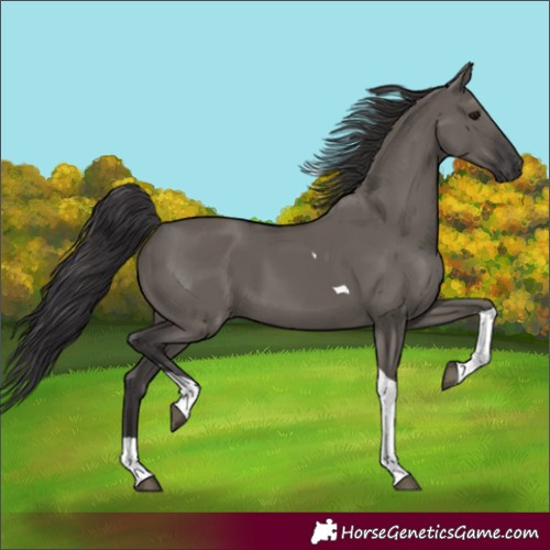 Horse Color:Smoky Grullo Tobiano