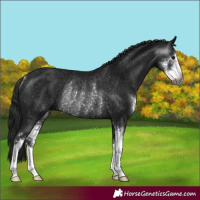 Horse Color:Gray Black Sabino Rabicano 