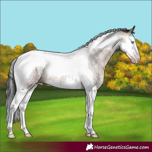 Horse Color:Gray Amber Champagne Roan Splash Tobiano 