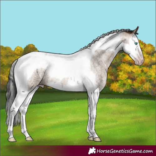 Horse Color:Gray Amber Champagne Roan Splash Tobiano 