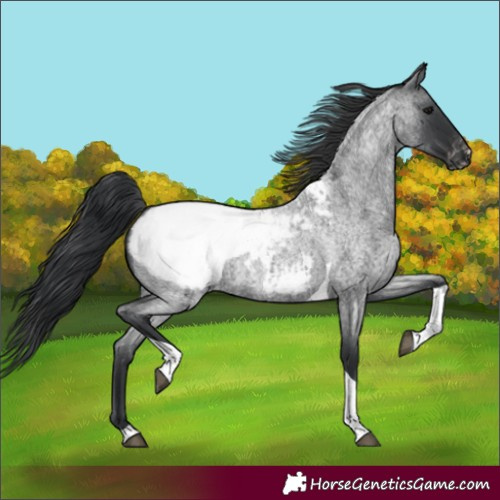 Horse Color:Unknown 