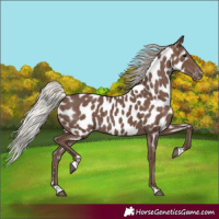 Horse Color:Silver Black Near Leopard
