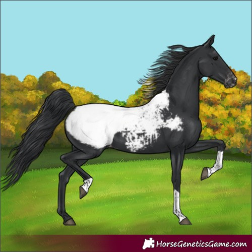 Horse Color:Unknown 
