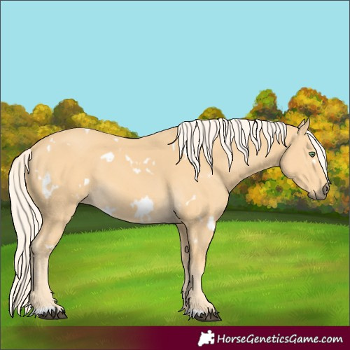 Horse Color:White Spotted Palomino 