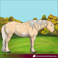 Horse Color:White Spotted Palomino 
