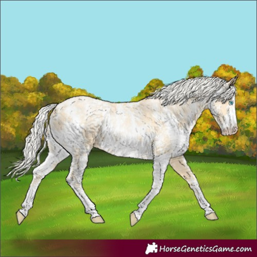 Horse Color:Palomino Pearl Sabino