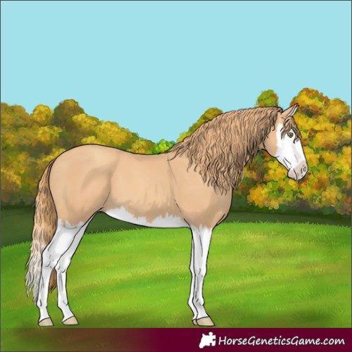 Horse Color:Gold Champagne Splash 