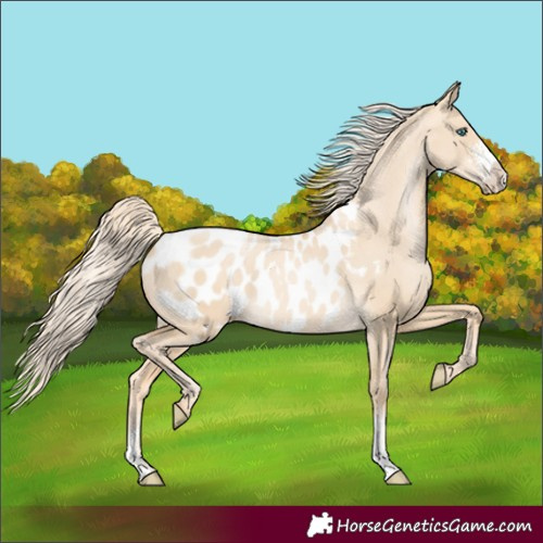 Horse Color:Palomino Pearl Dun Sabino Appaloosa
