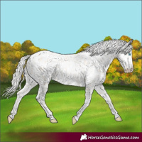 Horse Color:Silver Amber Champagne Pearl Dun Tobiano Appaloosa Rabicano  and Silver Amber Champagne Pearl Dun Splash Tobiano Appaloosa Rabicano 