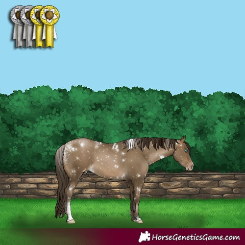 Horse Color:Powder White Gray White Spotted Buckskin Pearl Appaloosa 