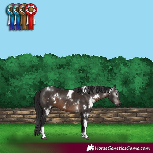 Horse Color:Gray White Spotted Brown Tobiano