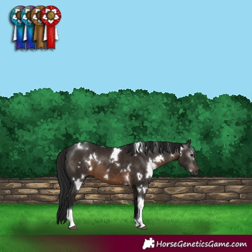 Horse Color:Gray White Spotted Brown Tobiano 