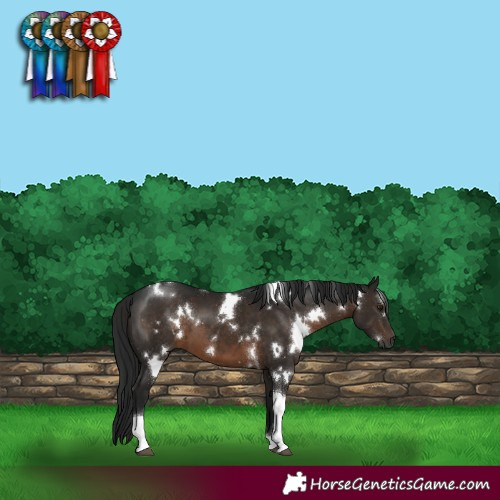 Horse Color:Gray White Spotted Brown Tobiano 