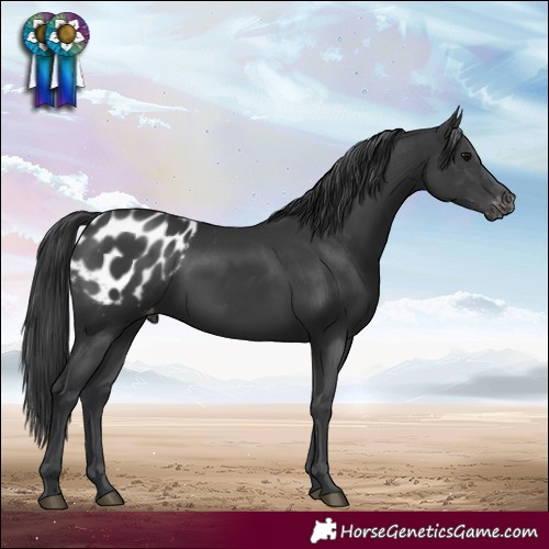 Horse Color:Black Appaloosa 