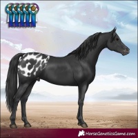 Horse Color:Black Appaloosa 