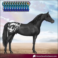 Horse Color:Black Blanket