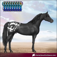 Horse Color:Black Blanket