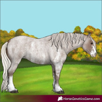 Horse Color:Silver Blue Roan Sabino